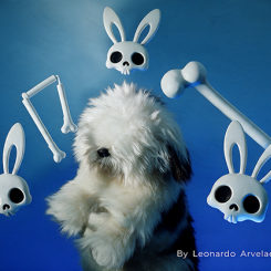 Magic Bone